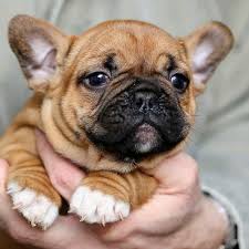 Image of FRENCH BULLDOG posted on 2022-06-22 15:00:15 from hyderabad